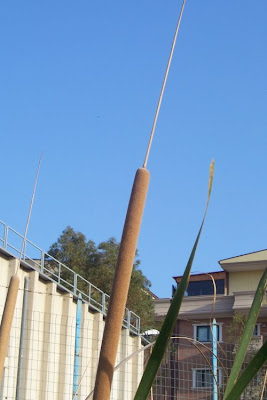 Cattail (common) Cattail (common)
