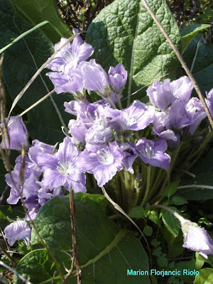 Autumn mandrake Autumn mandrake