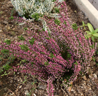 Calluna vulgaris,
biercol,
Brentoli,
Brughiera,
Brugo,
Grecchia,
heather,
ling,
red-heath,
Scotch heather,
Scots heather,
Sorcelli Calluna vulgaris,
biercol,
Brentoli,
Brughiera,
Brugo,
Grecchia,
heather,
ling,
red-heath,
Scotch heather,
Scots heather,
Sorcelli