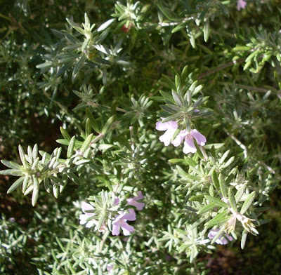 Westringia fruticosa,
Coastal Rosemary