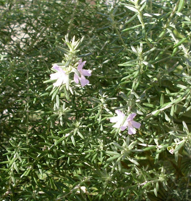 Westringia fruticosa,
Coastal Rosemary