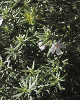 Westringia fruticosa,
Coastal Rosemary