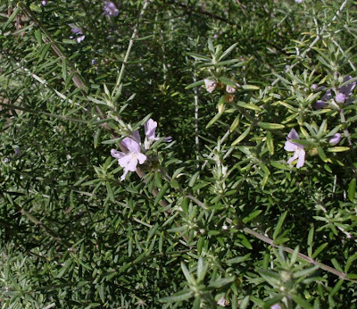 Westringia fruticosa,
Coastal Rosemary