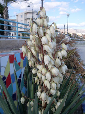 Yucca gloriosa,
Giucca,
Jucca,
moundlily yucca,
Spanish Dagger