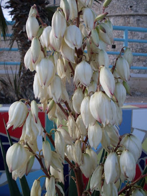 Yucca gloriosa,
Giucca,
Jucca,
moundlily yucca,
Spanish Dagger