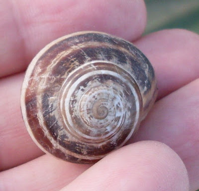 Chocolate-band snail Chocolate-band snail