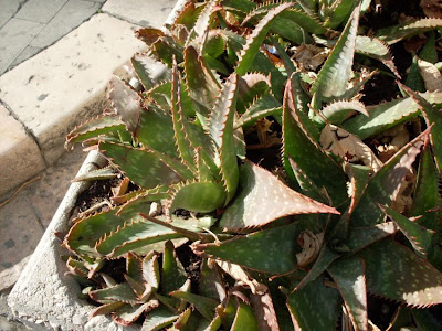 Broadleaf aloe