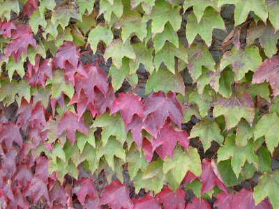 Japanese-ivy