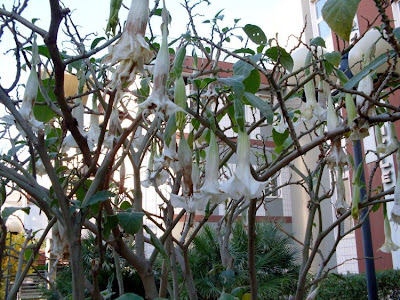Floripondio