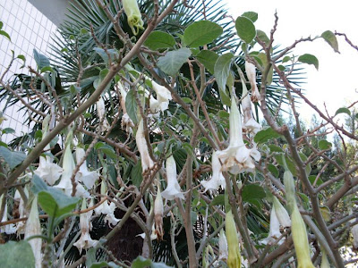 Floripondio