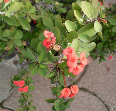 Crown of Thorns Crown of Thorns