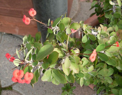 Crown of Thorns Crown of Thorns