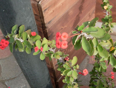 Crown of Thorns Crown of Thorns