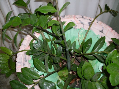Zamioculcas zamiifolia