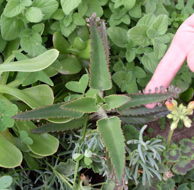 Kalanchoe daigremontiana,
Brutblatt,
devil's backbone,
devil's-backbone,
mother-of-millions