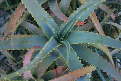 Candelabra-plant