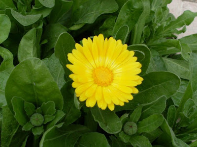 Calendula officinalis,
calendula,
Fiorrancio coltivato,
marigold,
pot marigold,
pot-marigold,
ruddles,
Scotch Marigold,
Scotch-marigold,
Scottish-marigold Calendula officinalis,
calendula,
Fiorrancio coltivato,
marigold,
pot marigold,
pot-marigold,
ruddles,
Scotch Marigold,
Scotch-marigold,
Scottish-marigold