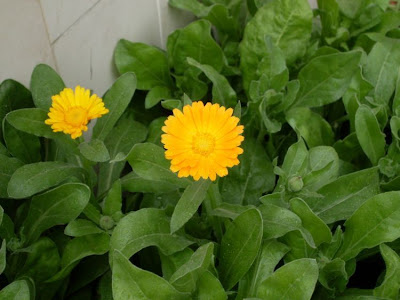Calendula officinalis,
calendula,
Fiorrancio coltivato,
marigold,
pot marigold,
pot-marigold,
ruddles,
Scotch Marigold,
Scotch-marigold,
Scottish-marigold Calendula officinalis,
calendula,
Fiorrancio coltivato,
marigold,
pot marigold,
pot-marigold,
ruddles,
Scotch Marigold,
Scotch-marigold,
Scottish-marigold