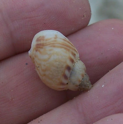 Nassarius mutabilis