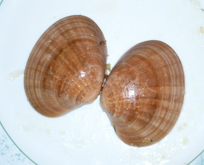 Callista chione