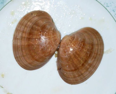 Callista chione