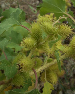 Xanthium strumarium,
Bardana minuta,
bardana-menor,
cadillo com&uacute;n,
California-bur,
Canada cockleburr,
carrapicho-de-carneiro,
carrapicho-grande,
cocklebur,
cockleburr,
common cocklebur,
Gew&ouml;hnliche Spitzklette,
kankerroos
