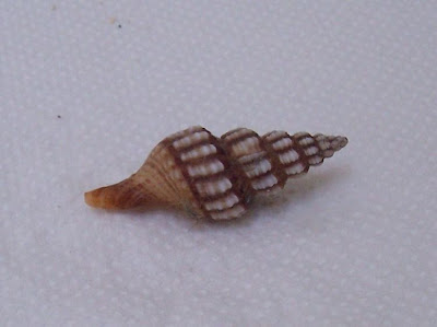 Fusinus syracusanus
