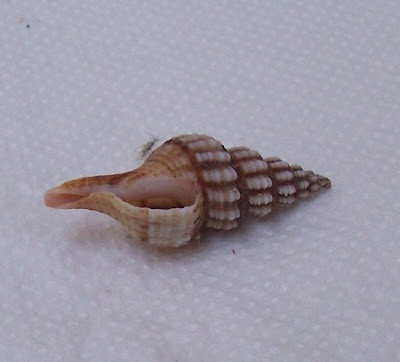 Fusinus syracusanus