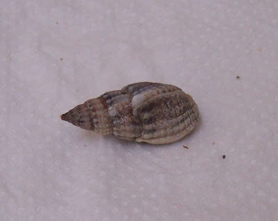 Nassarius nitidus