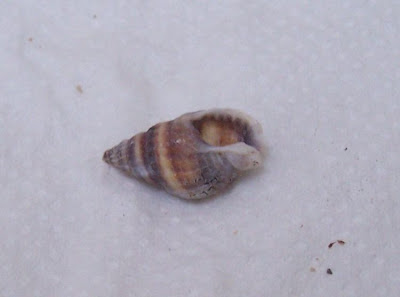 Nassarius nitidus