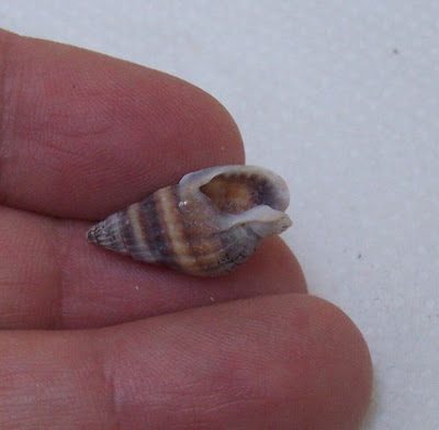 Nassarius nitidus