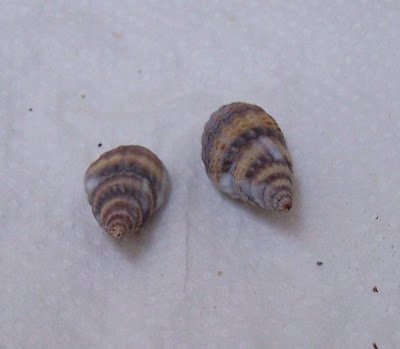 Nassarius nitidus