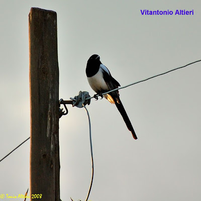 Black-billed Magpie Black-billed Magpie