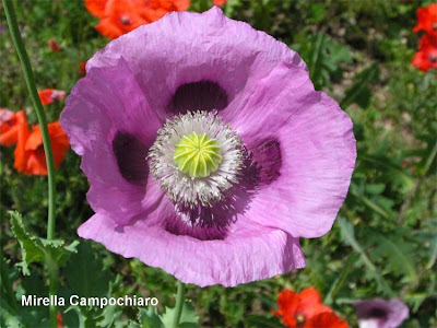 Opium poppy Opium poppy