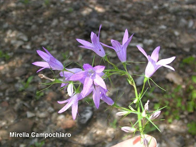 Campanula rapunculus L.