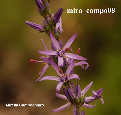 Asyneuma limonifolium,
Raponzolo meridionale