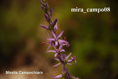 Asyneuma limonifolium,
Raponzolo meridionale