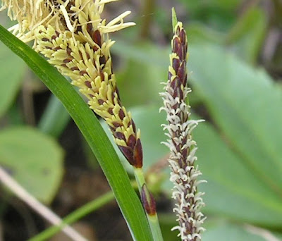 Carex flacca Schreber
