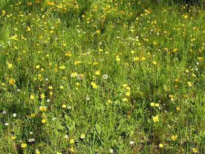 Ranunculus bulbosus L.