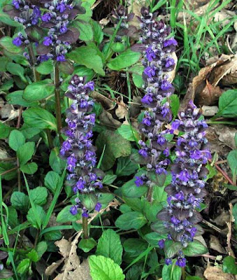Ajuga reptans L.