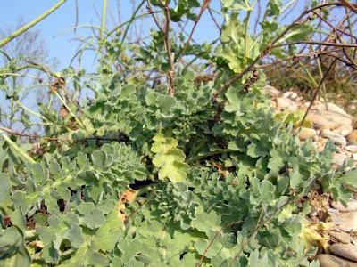 Horned-poppy Horned-poppy