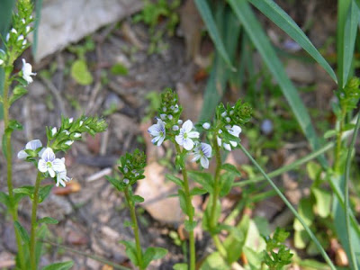 Brightblue speedwell Brightblue speedwell