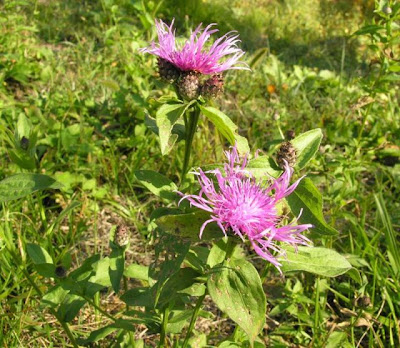 Fiordaliso carniolico