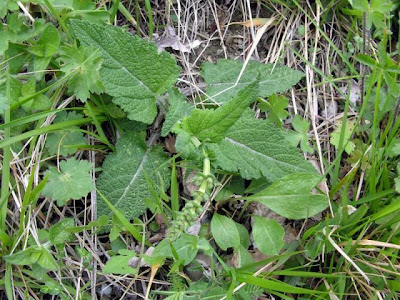 Salvia pratensis L.