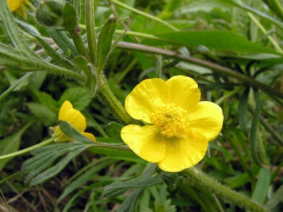 Ranunculus bulbosus L.