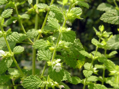 M�lisse officinale