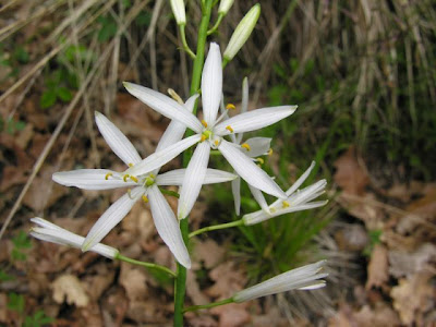 Lilioasfodelo maggiore Lilioasfodelo maggiore
