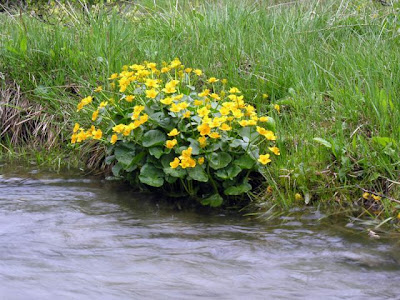 Caltha palustris,
Calta palustre,
cowflock,
cowslip,
kingcup,
marsh-marigold,
meadow-bright,
Water Cowslip,
yellow marsh marigold,
yellow marsh-marigold,
yellow marshmarigold Caltha palustris,
Calta palustre,
cowflock,
cowslip,
kingcup,
marsh-marigold,
meadow-bright,
Water Cowslip,
yellow marsh marigold,
yellow marsh-marigold,
yellow marshmarigold