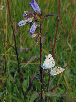Campanula trachelium L.