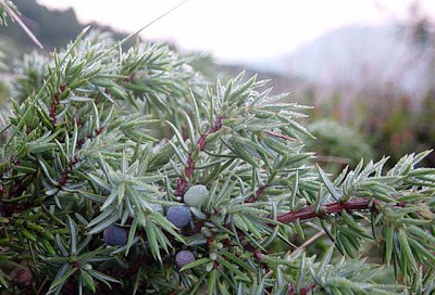 Common juniper Common juniper